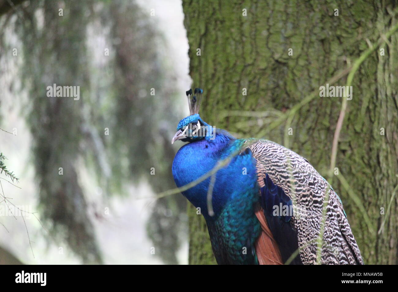 Peacock Close Up Stock Photo - Alamy
