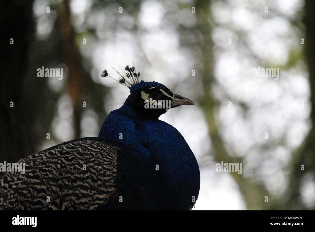Peacock Close Up Stock Photo - Alamy