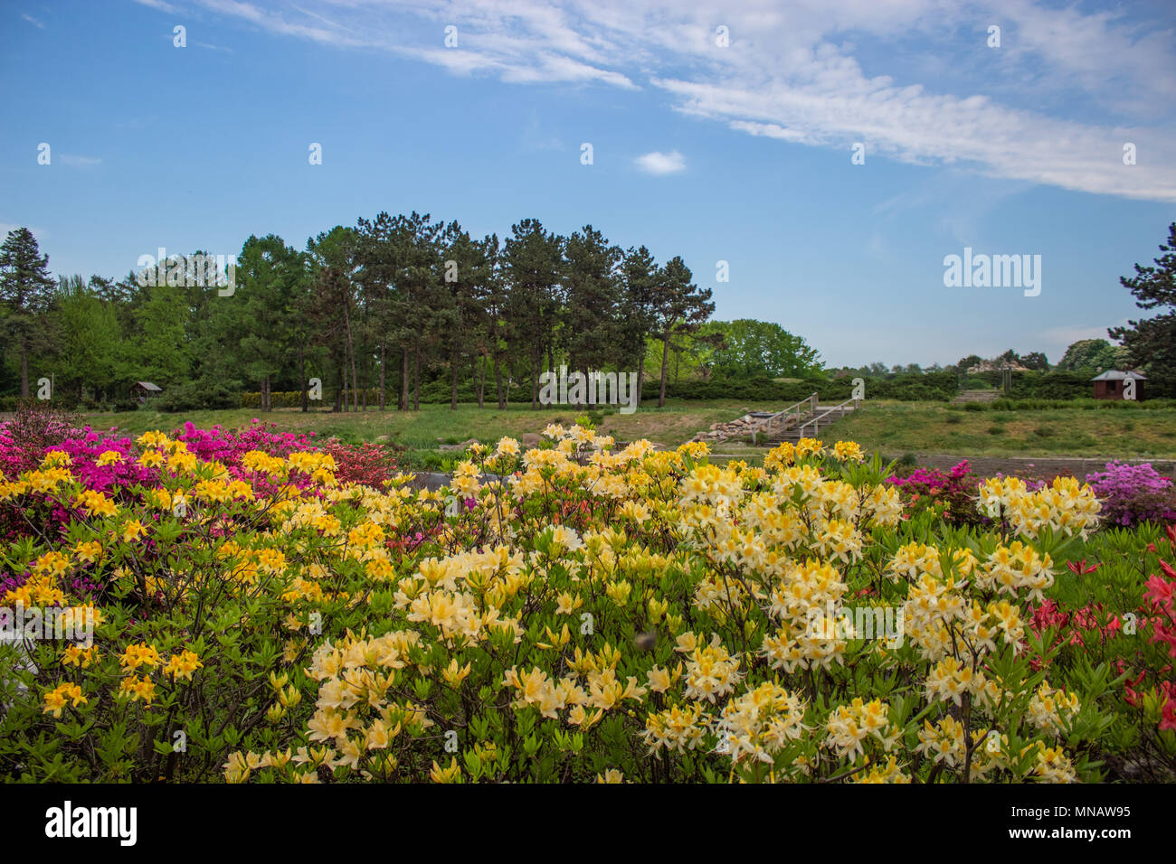 Bushes of bright colorful flowers on a background of blue sky Stock Photo