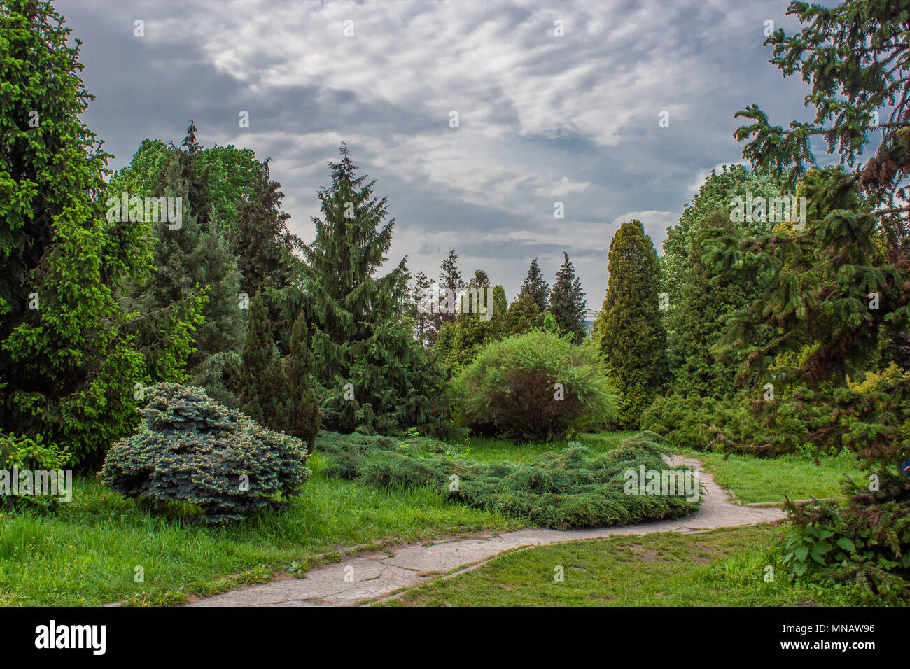 Landscaped park of coniferous trees. Stock Photo