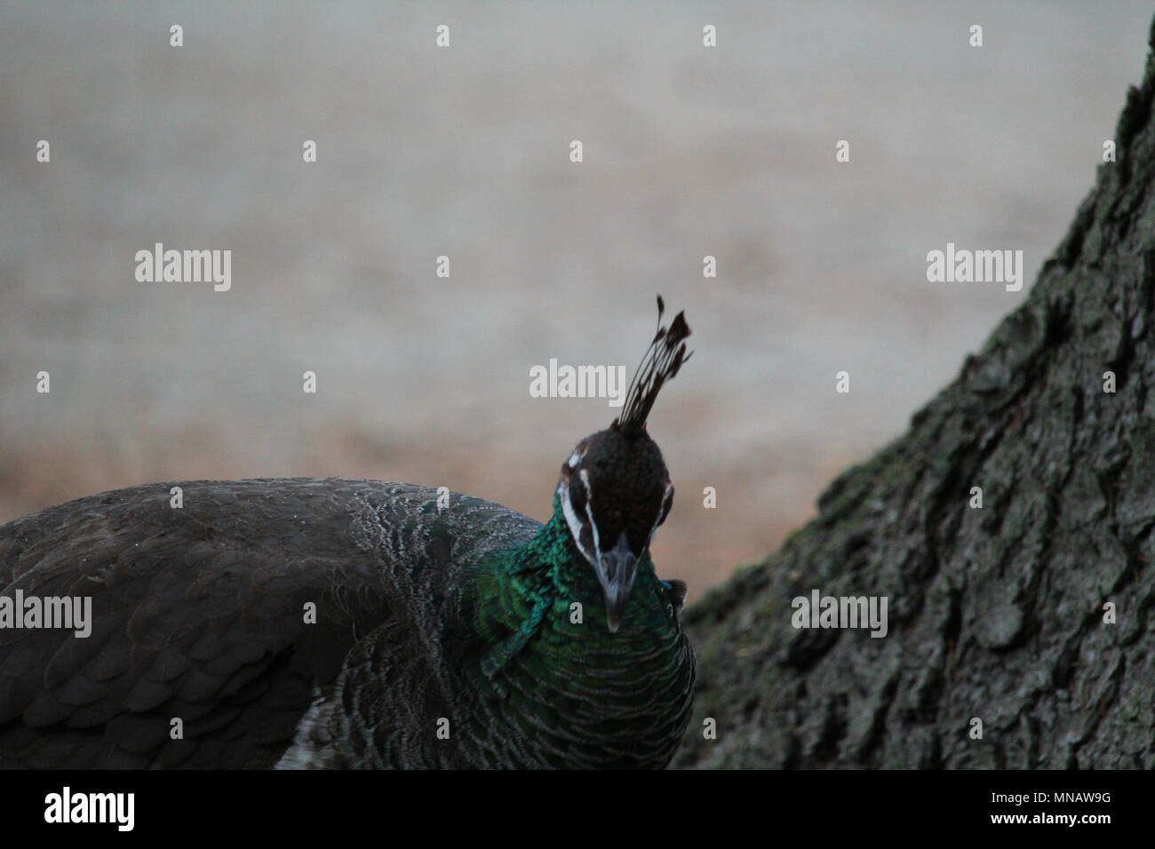 Peacock Close Up Stock Photo - Alamy