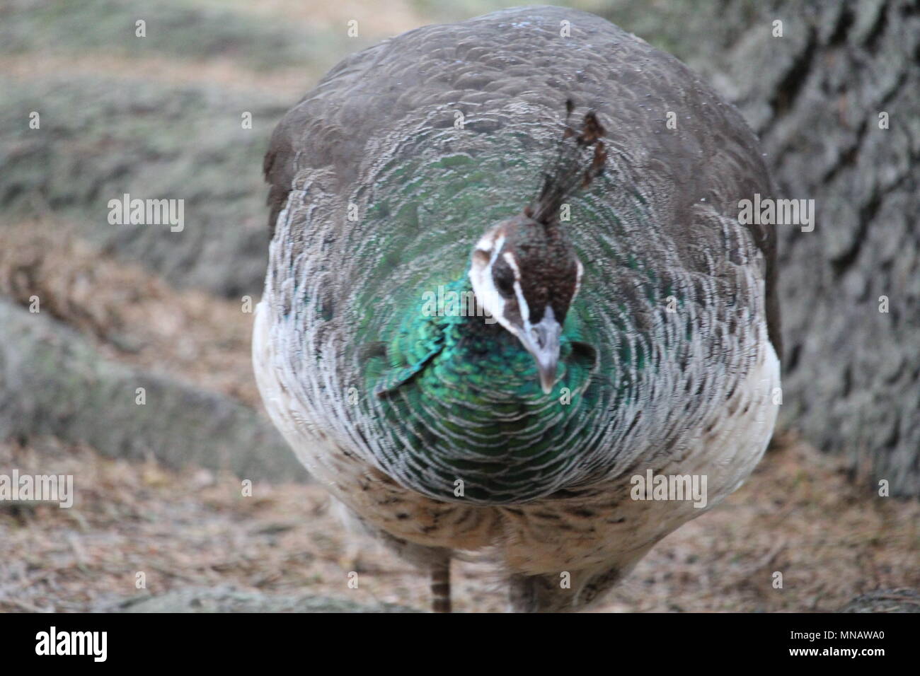 Peacock Close Up Stock Photo - Alamy