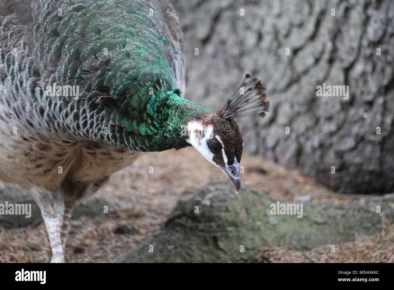 Peacock Close Up Stock Photo - Alamy