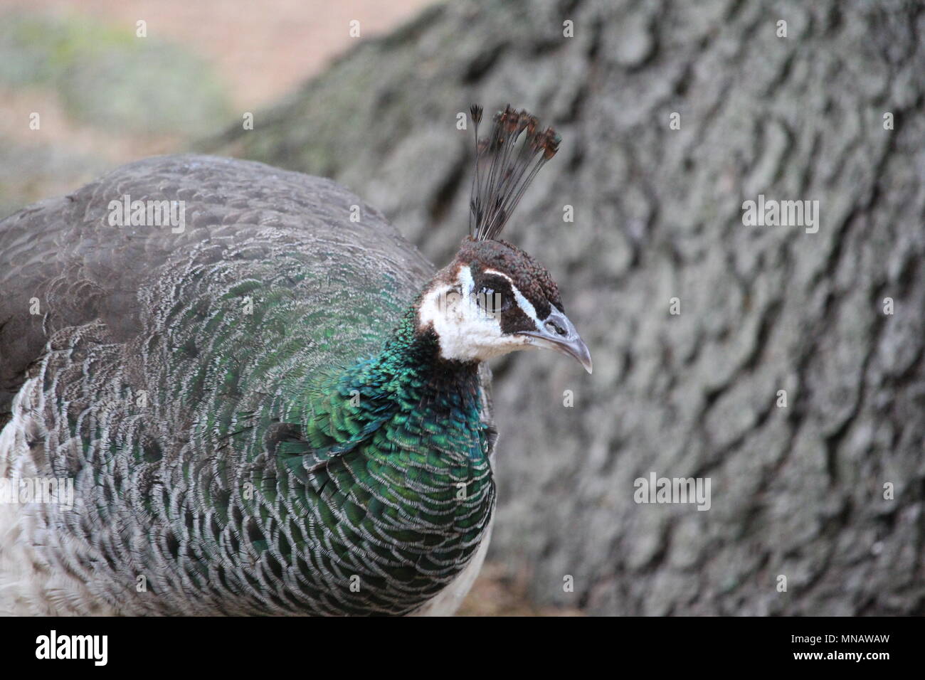 Peacock Close Up Stock Photo - Alamy