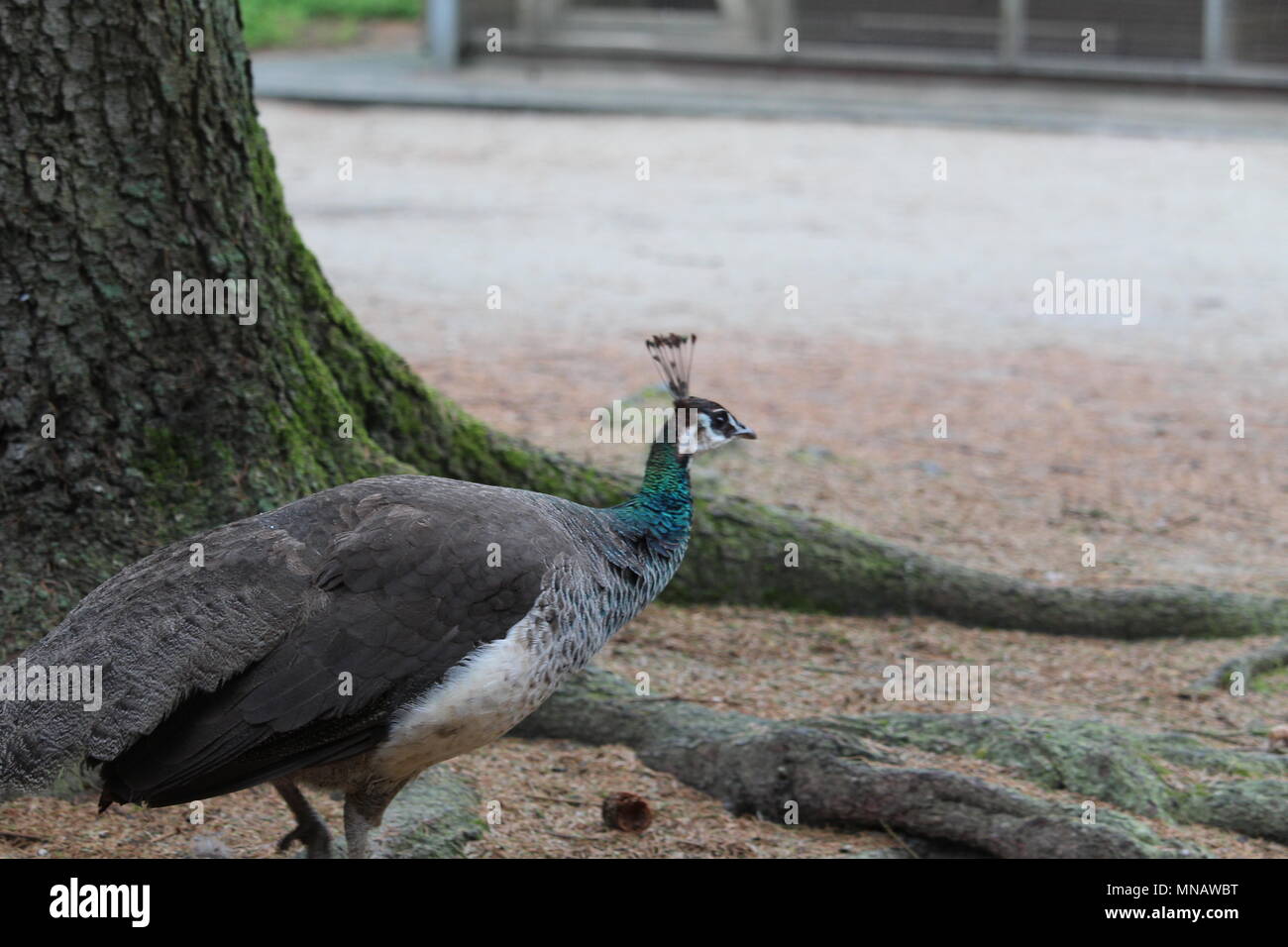 Peacock Close Up Stock Photo - Alamy