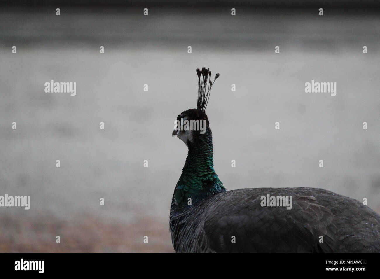Peacock Close Up Stock Photo - Alamy