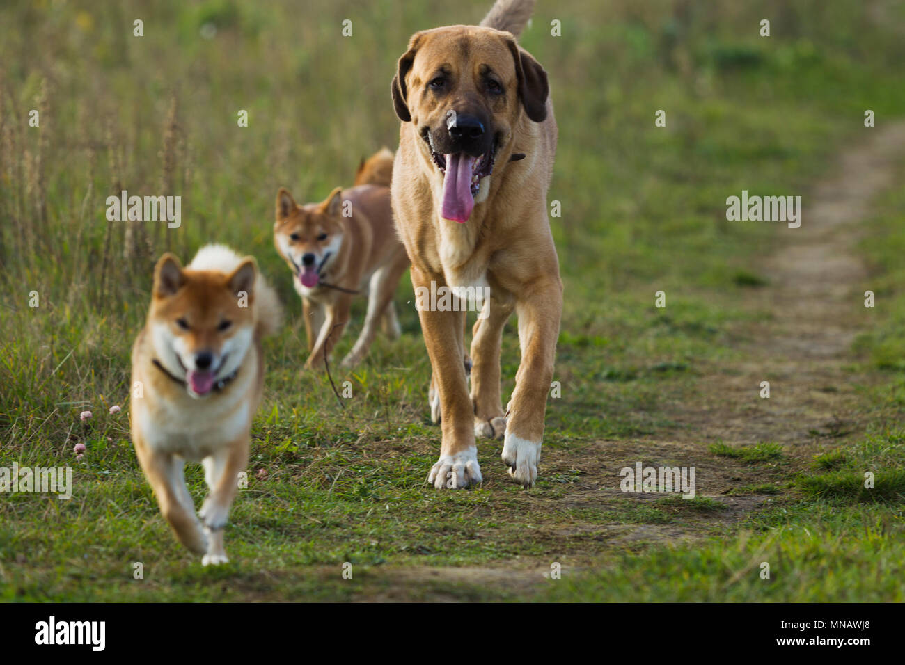shi bu inu