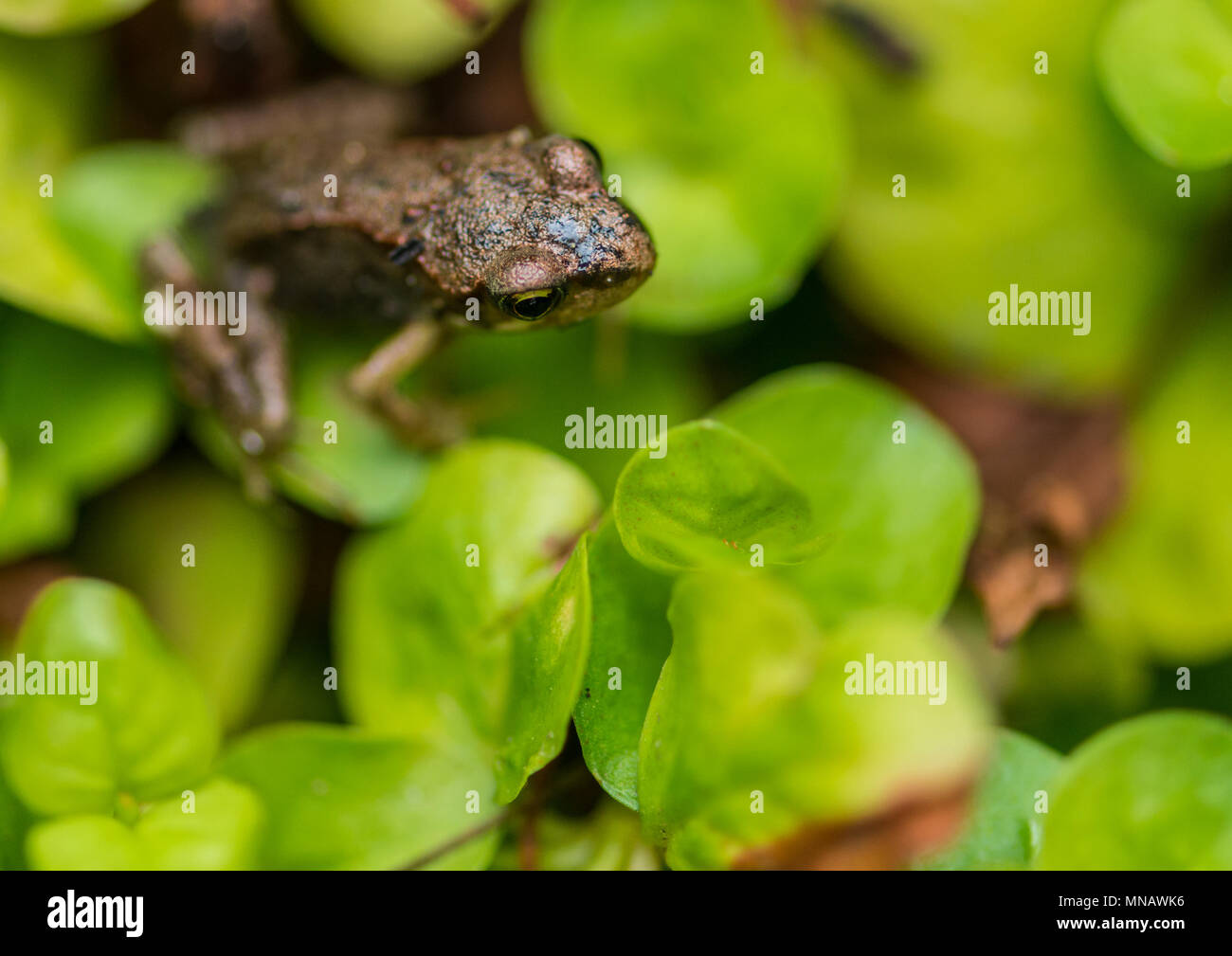 A macro shot of a froglet sitting amongst the green leaves of a creeping jenny plant. Stock Photo