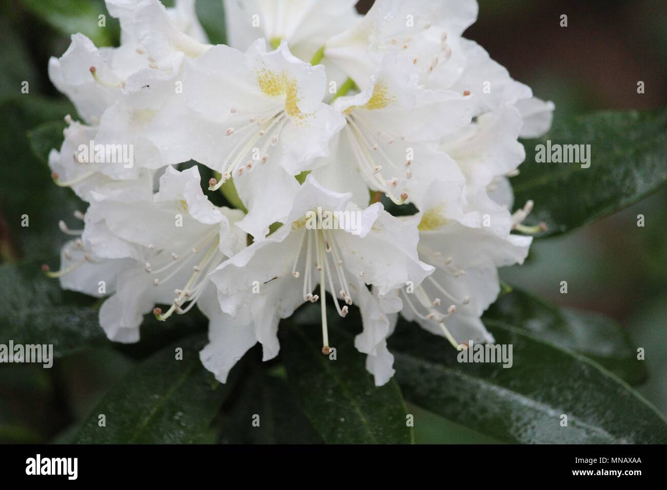 Green white flower hi-res stock photography and images - Alamy