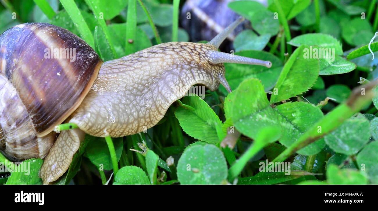 snail eating grass and clover in a garden,image Stock Photo Alamy