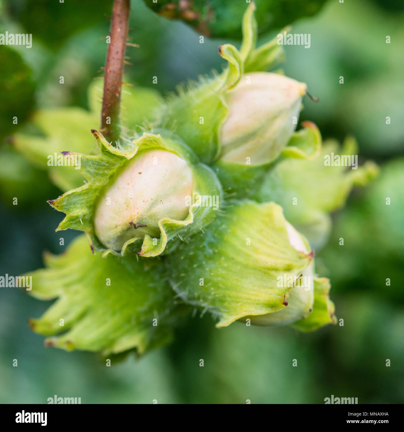 A macro shot of a cluster of hazelnuts growing on a tree Stock Photo