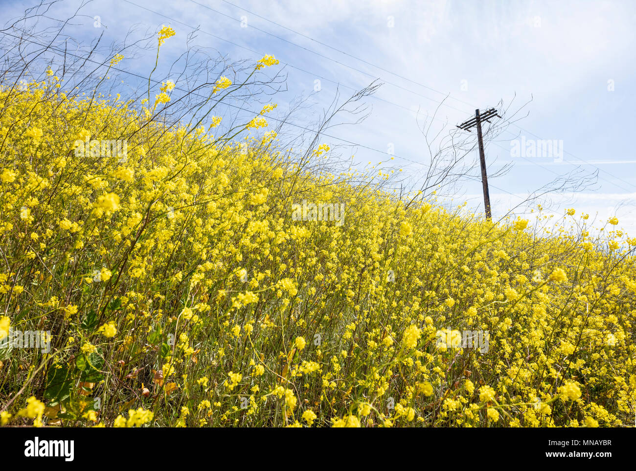 A field of yellow wildflowers in Santa Barbara county, California Stock Photo