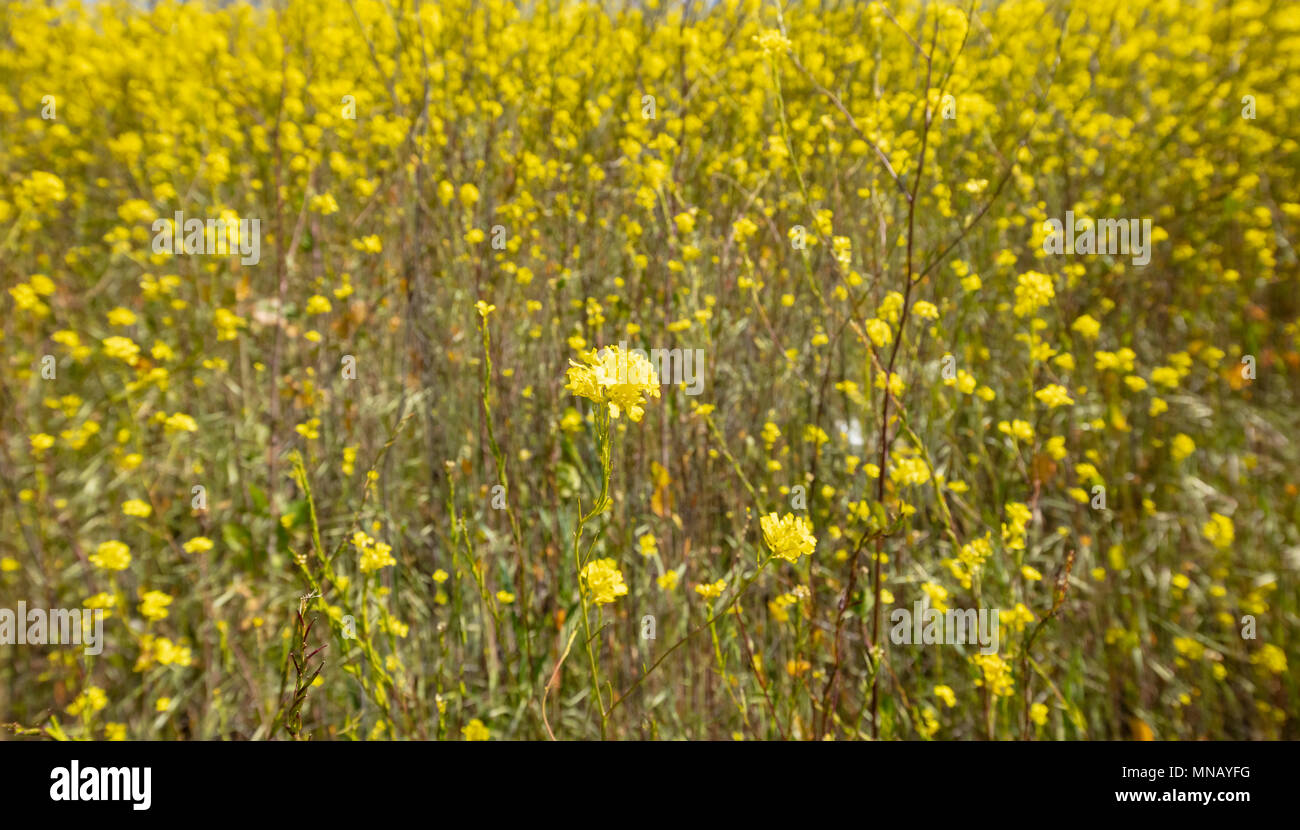 A field of yellow wildflowers in Santa Barbara county, California Stock Photo