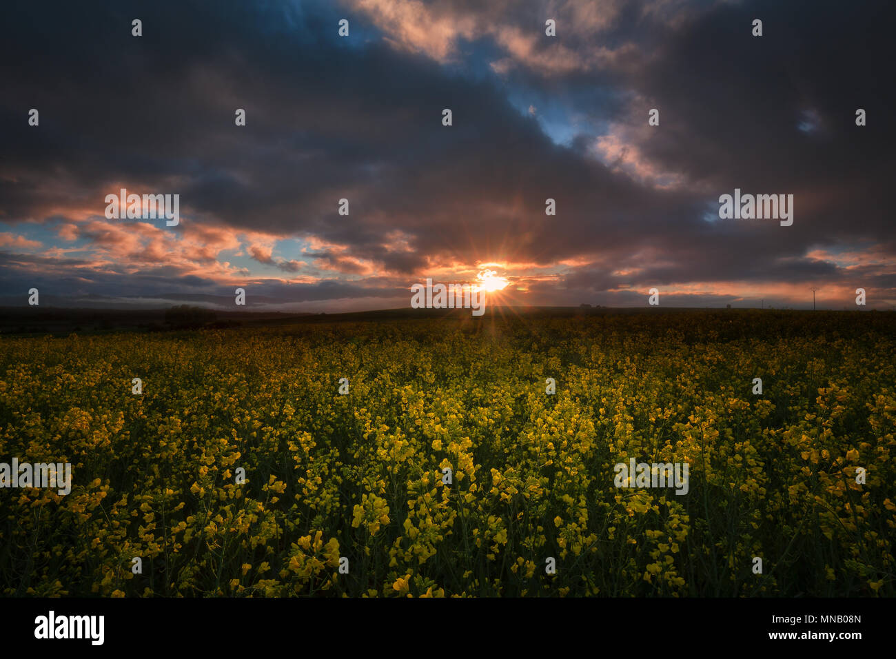 Yellow colza field at sunrise in Alava Stock Photo
