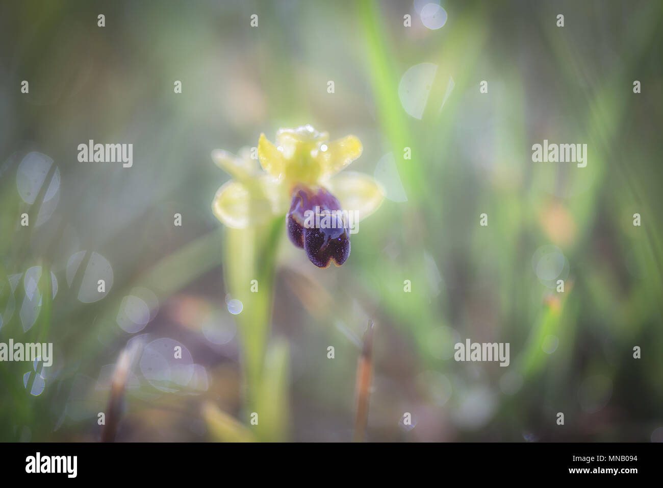 Detail of a wild orchidea in the grass Stock Photo