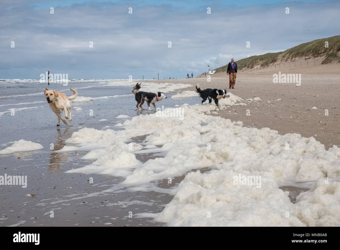 Three dogs playing on a beach covered by Algae, Sunday 15 May 2016, Texel, the Netherlands. Stock Photo