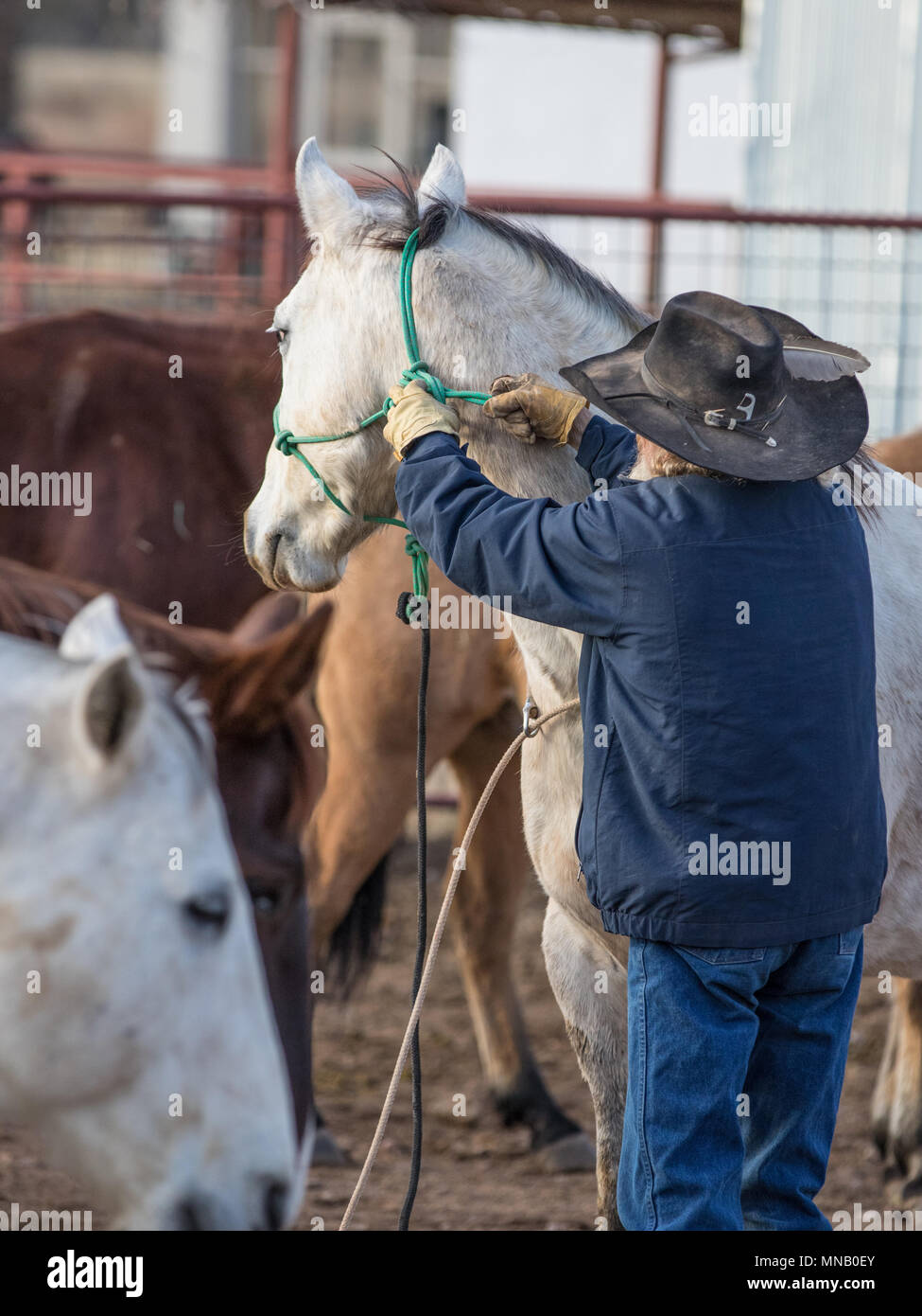 Authentic Working Cowboy Stock Photo