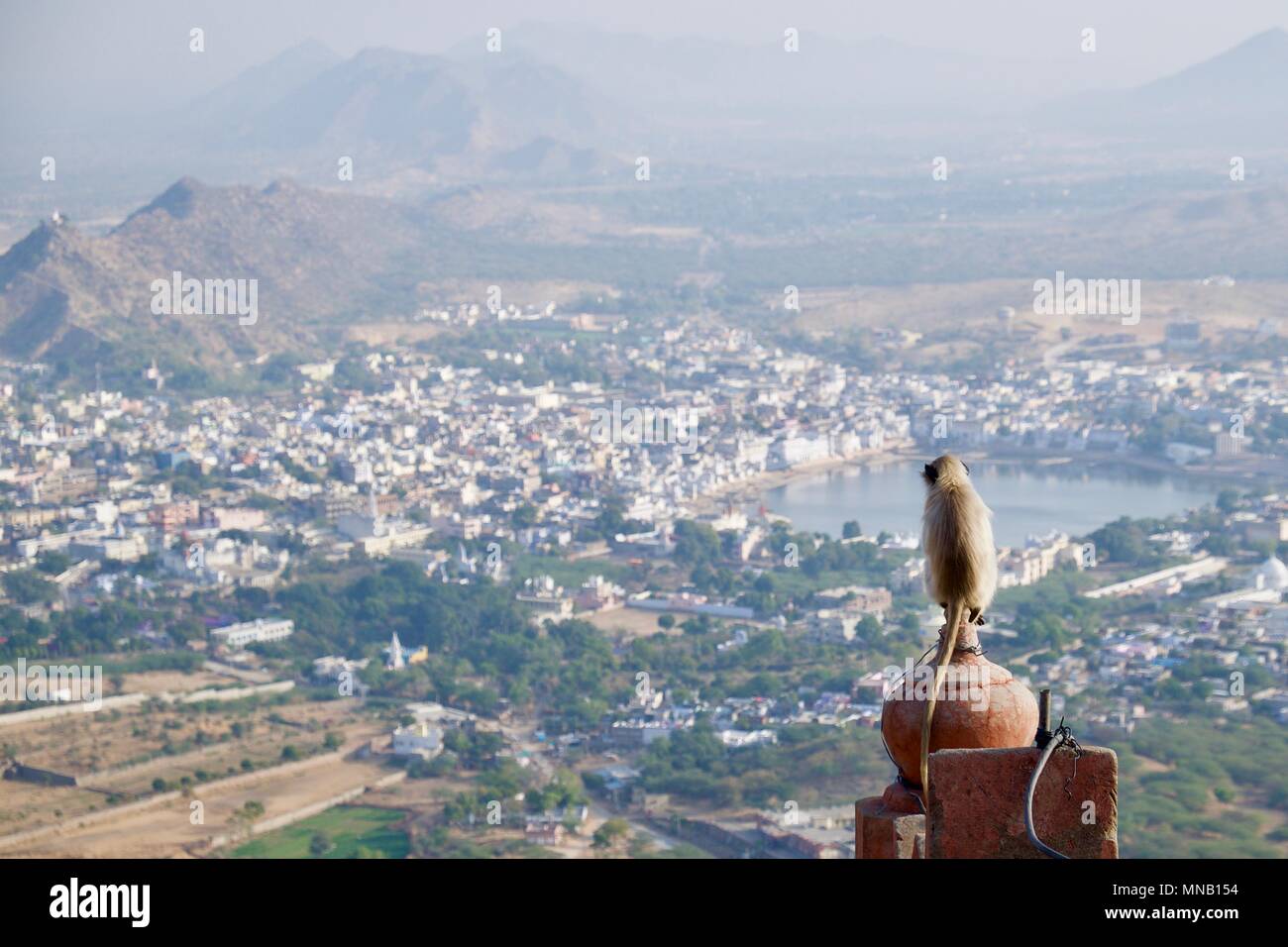 View of Pushkar town and lake from Savitri hill templewith  a langur monkey in foreground Stock Photo
