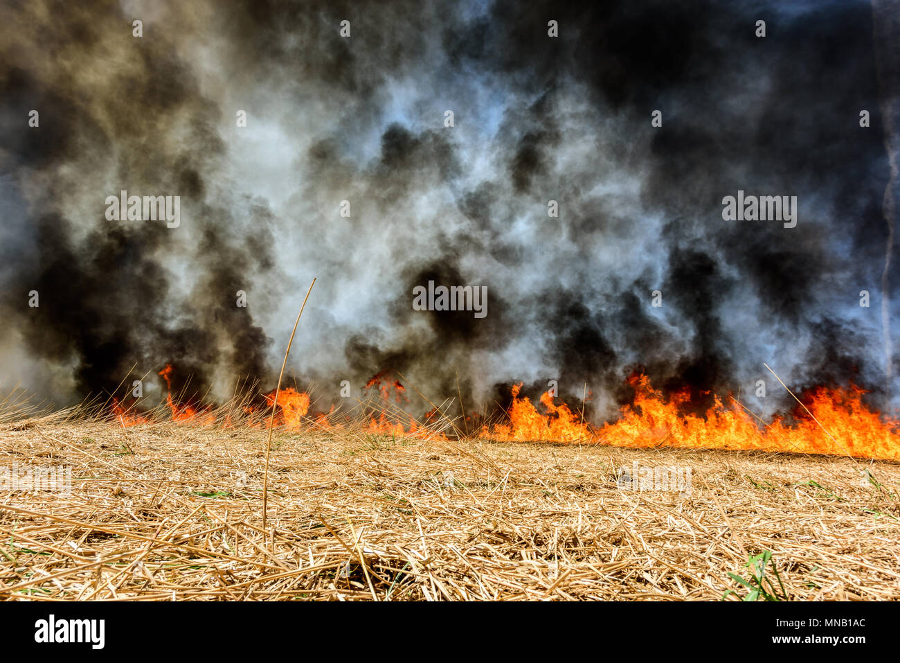 Agricultural Pollution Stock Photos & Agricultural Pollution Stock