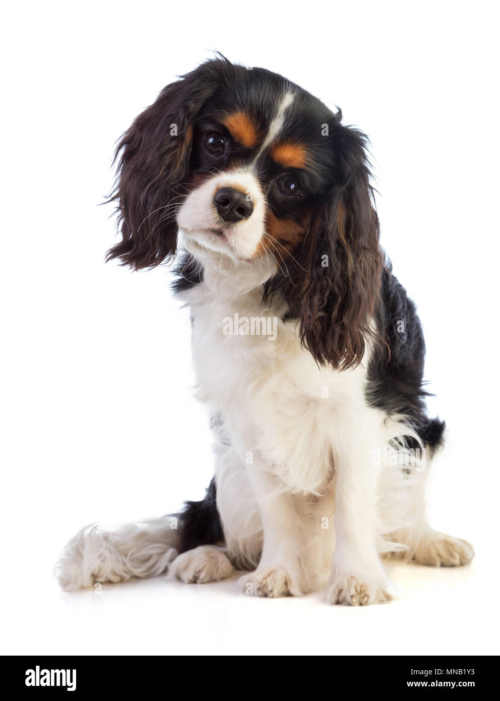 Cavalier king Charles sitting on a white background and looking ...