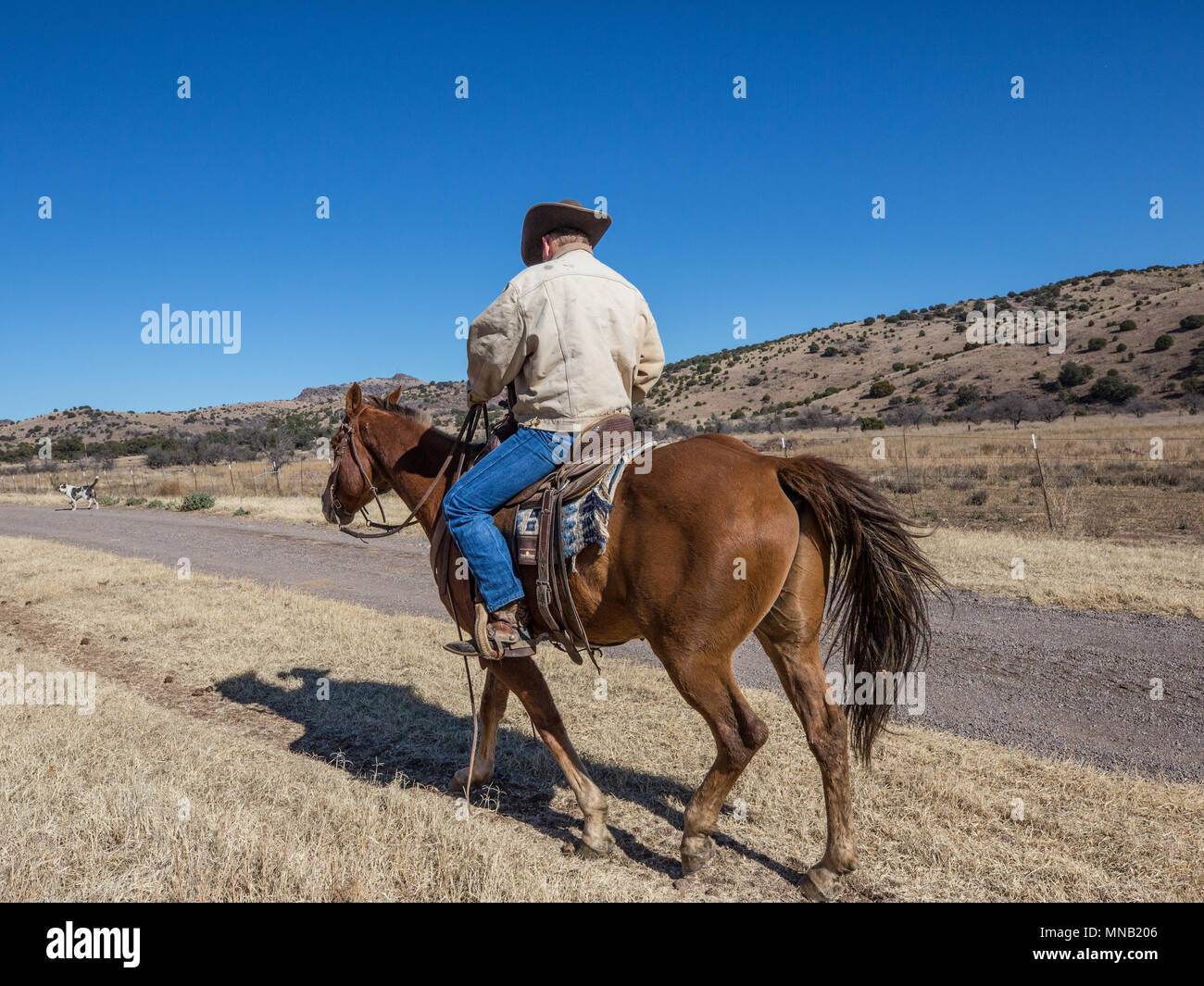 Ranch Dog Leading Cowboy on Trail Stock Photo