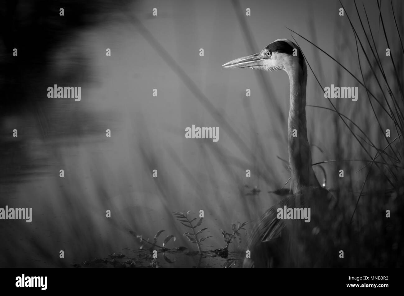 Heron Waiting in the Reeds in Black and White, Bushy Park, Surrey Stock Photo