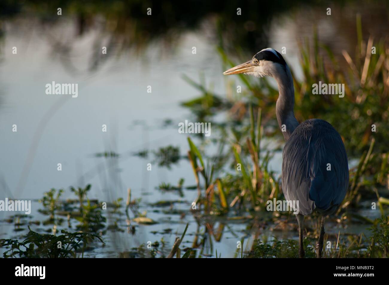 Heron Watching and Waiting in the Autumn Sun, Bushy Park, Surrey Stock Photo