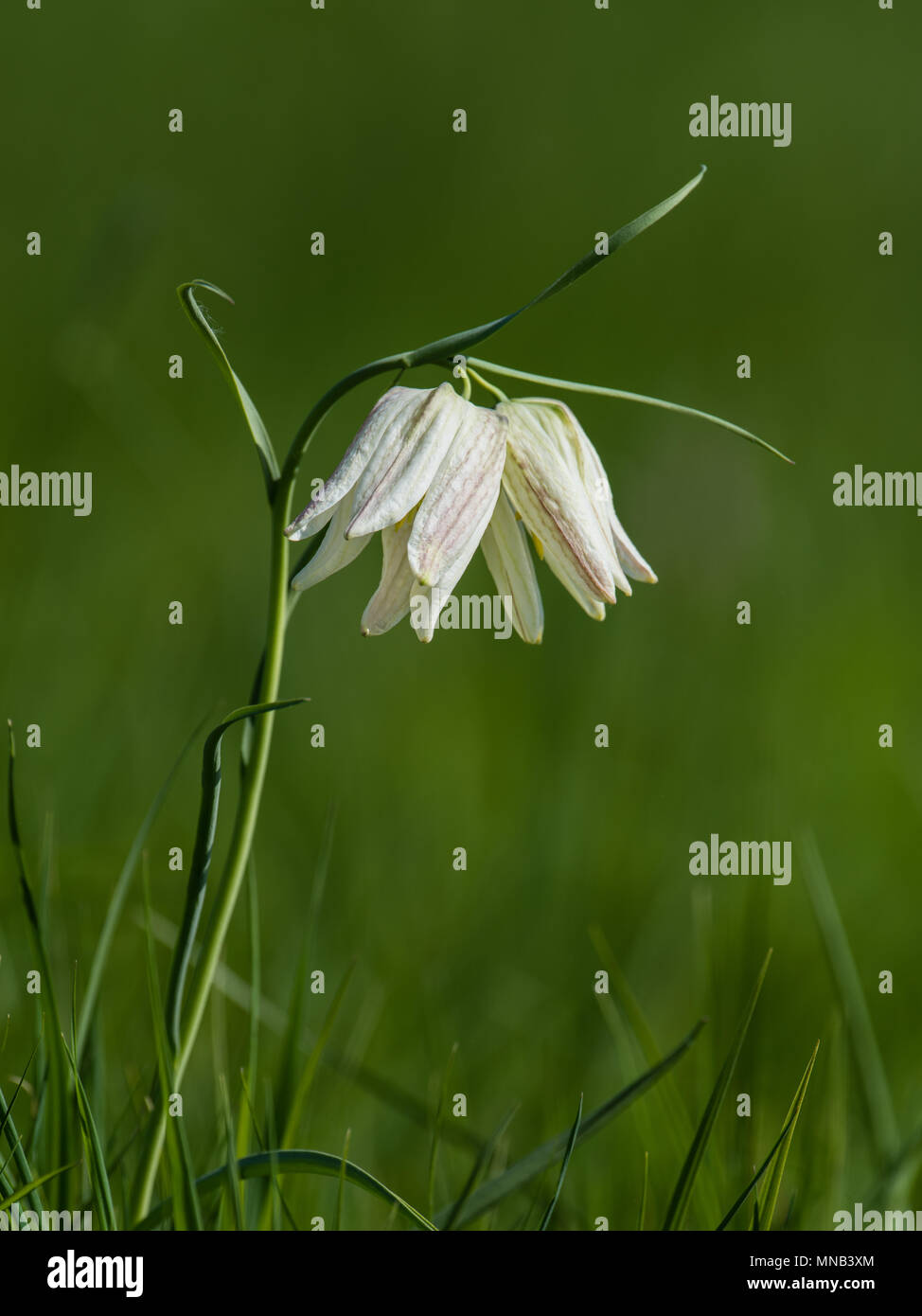 The beautiful fritillary named Snake's Head with two white  chequered flower with a calm green background. Uppland, Sweden Stock Photo