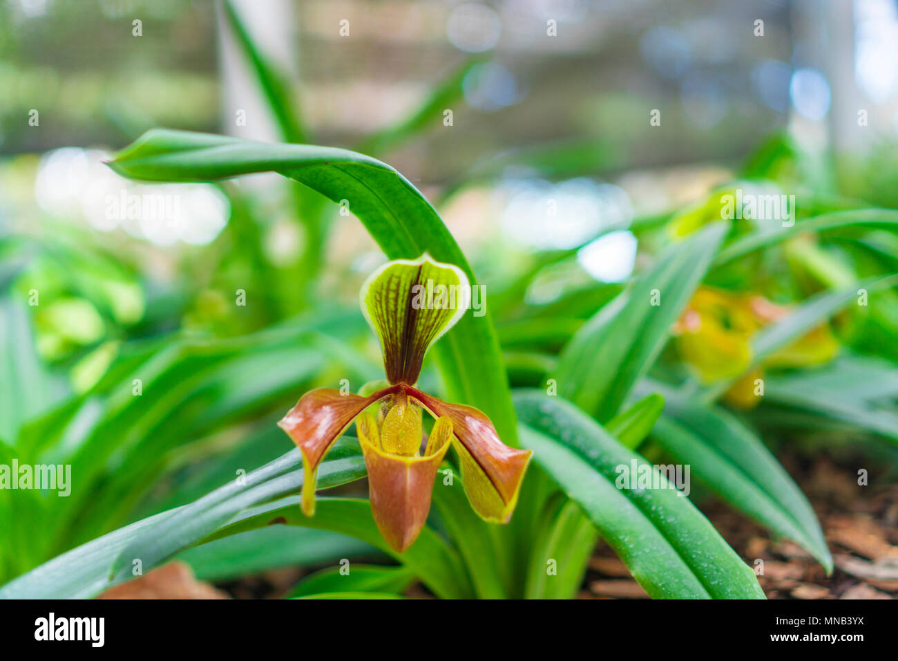 Paphiopedilum orchid flower or Lady's Slipper orchid in Conservation Center Paphiopedilum Doi Inthanon , Chiang Mai, Thailand. Stock Photo