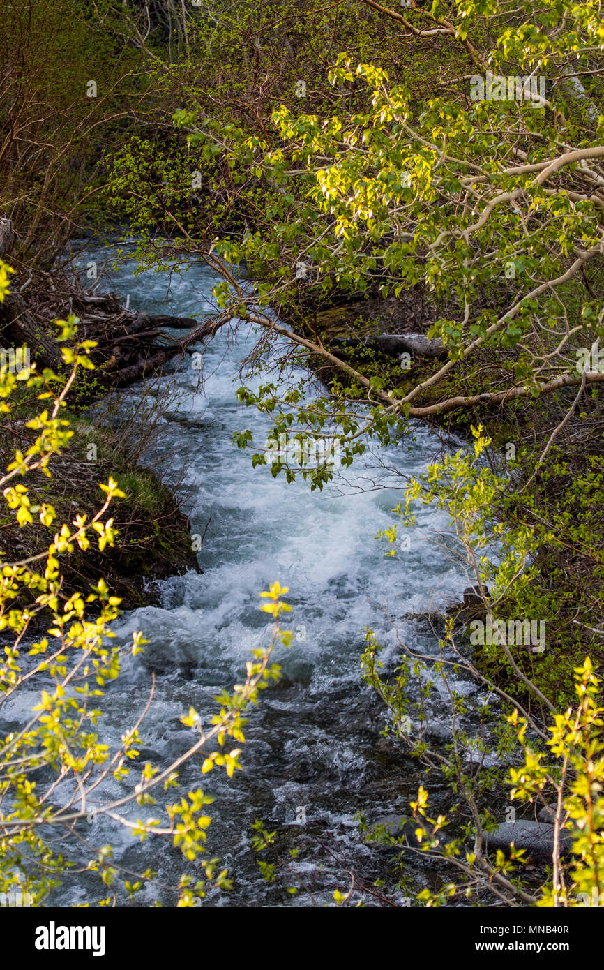 McGee creek during the spring snow  runoff  from the Eastern Sierra Nevada Mountains, California USA Stock Photo