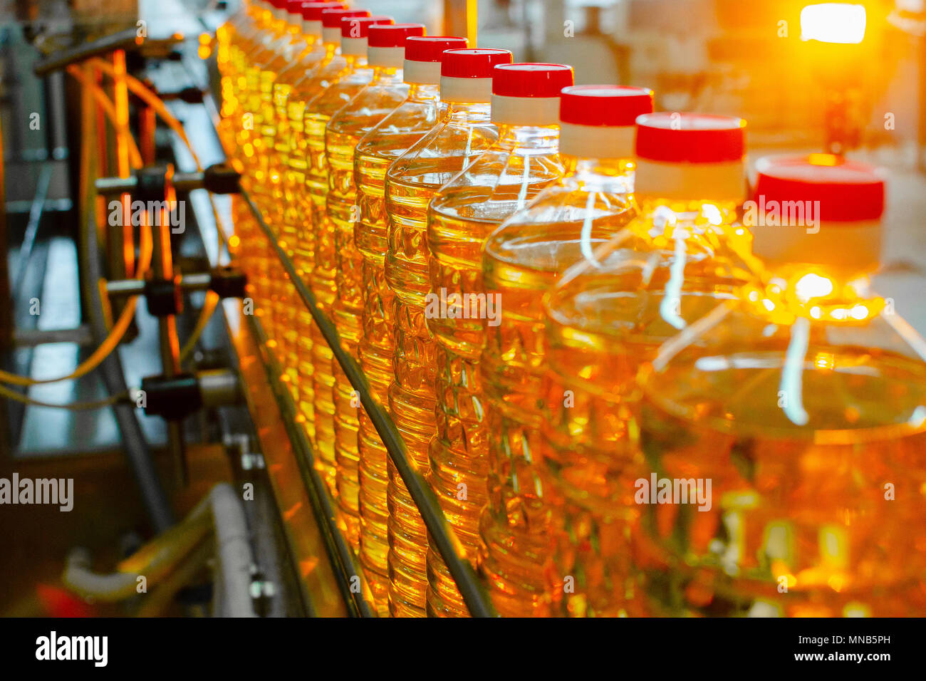 Sunflower oil. Factory line of production and filling of refined oil