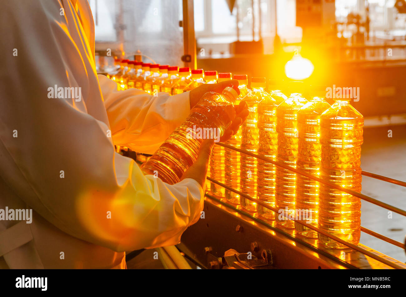 Sunflower oil. Olive oil. The employee of the factory in a white coat holds a bottle of oil in his hands on a conveyor belt. Production of oil. Stock Photo