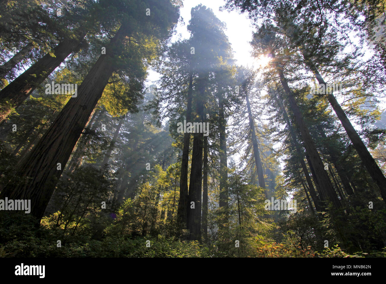 Under the redwood trees in the Redwood Natianol Park, California, USA