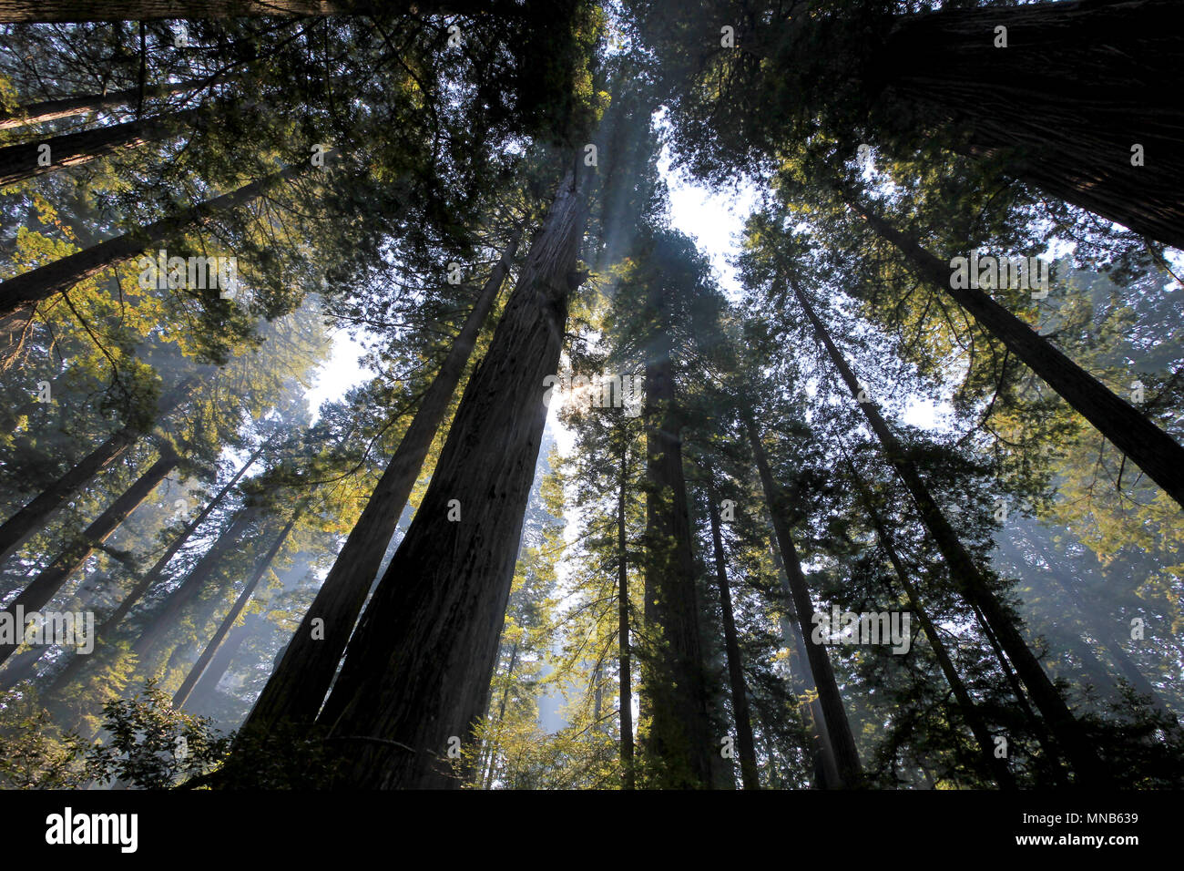 Under the redwood trees in the Redwood Natianol Park, California, USA, back light photography Stock Photo