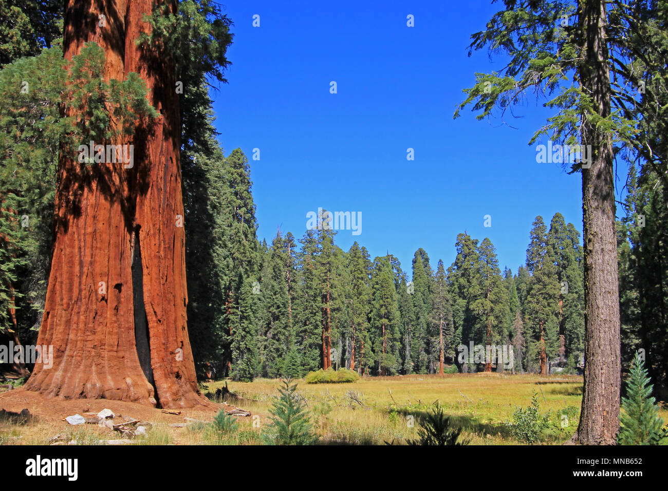 Giant sequoia trees in Sequoia National Park, California Stock Photo Alamy