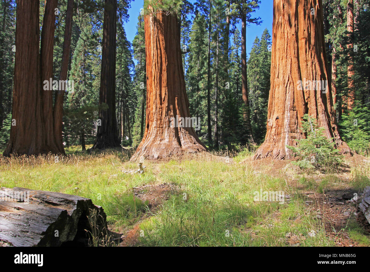 Giant sequoia trees in Sequoia National Park, California Stock Photo
