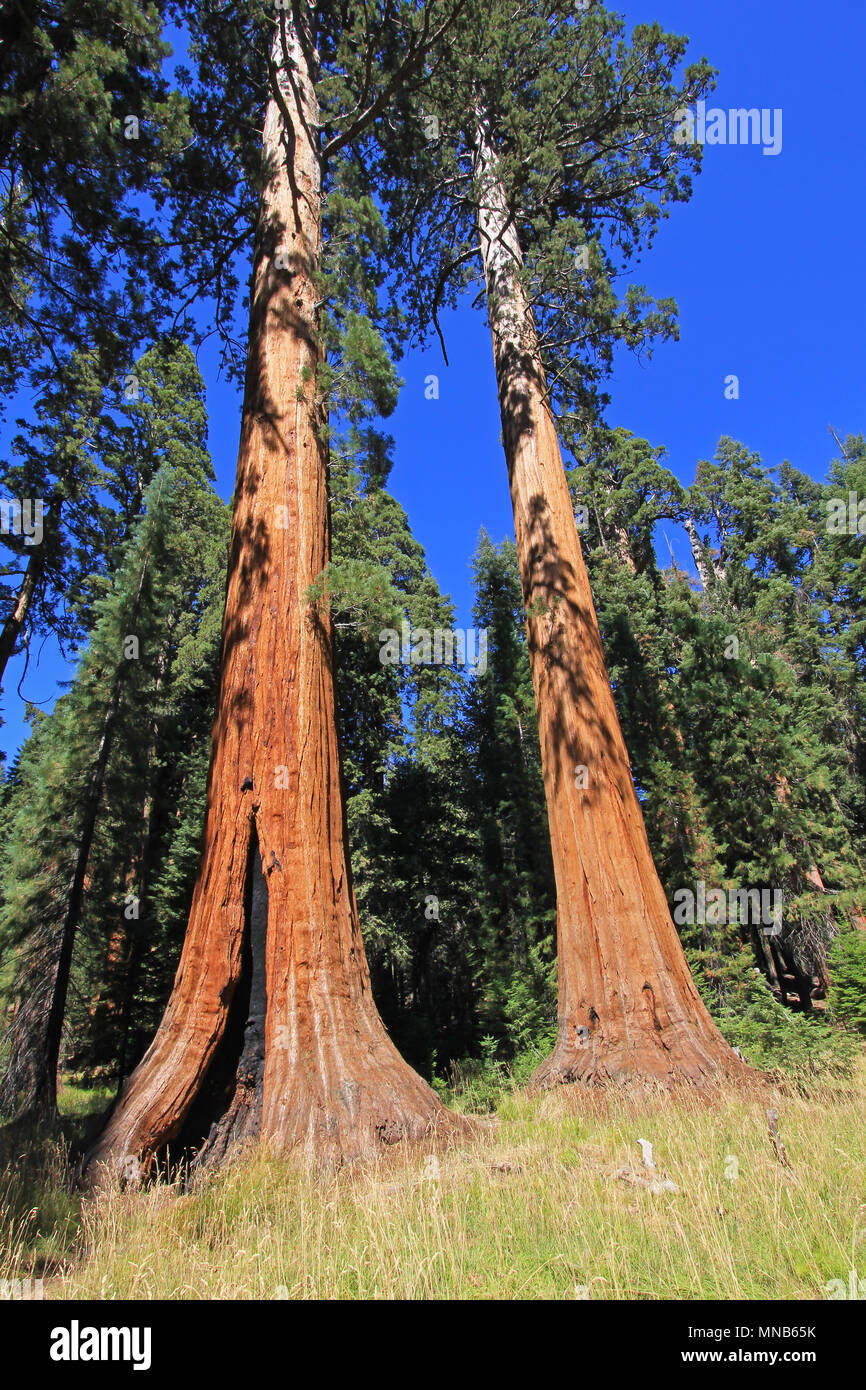 Giant sequoia trees in Sequoia National Park, California Stock Photo Alamy
