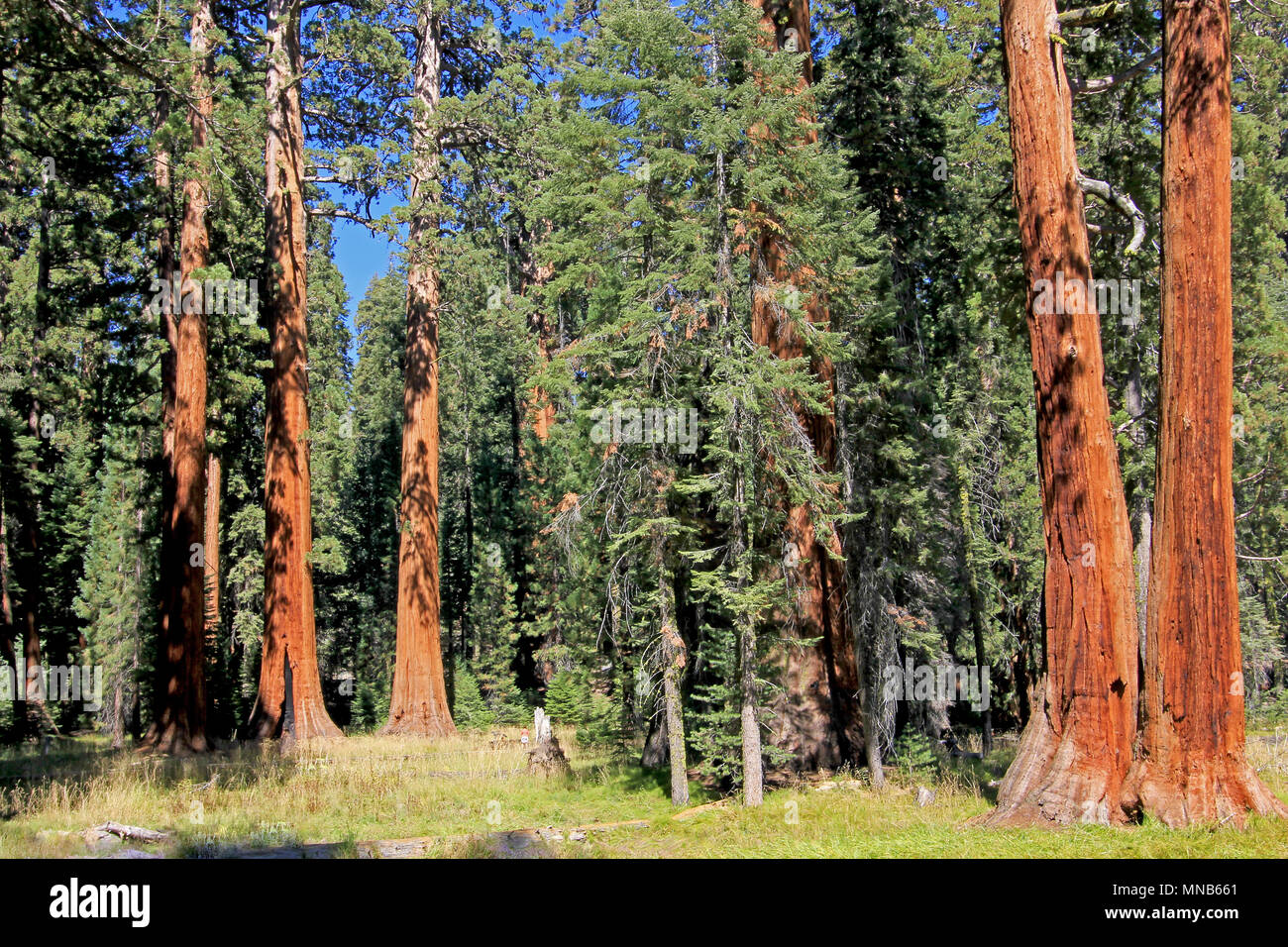 Giant sequoia trees in Sequoia National Park, California Stock Photo