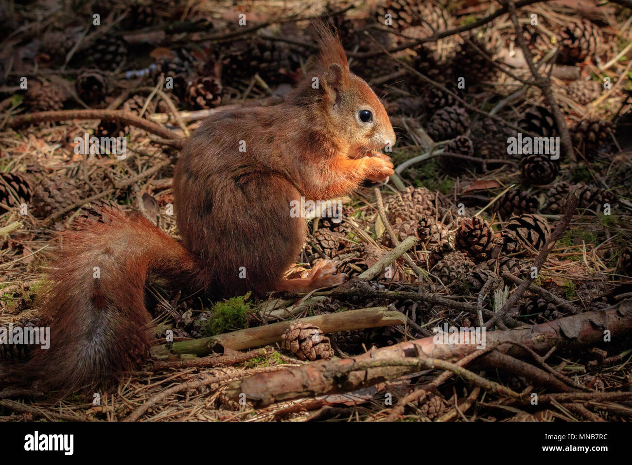 Red Squirrel (Sciurus vulgaris) eats a nut in the classic squirrel pose on the forest floor, surrounded by pine cones Stock Photo