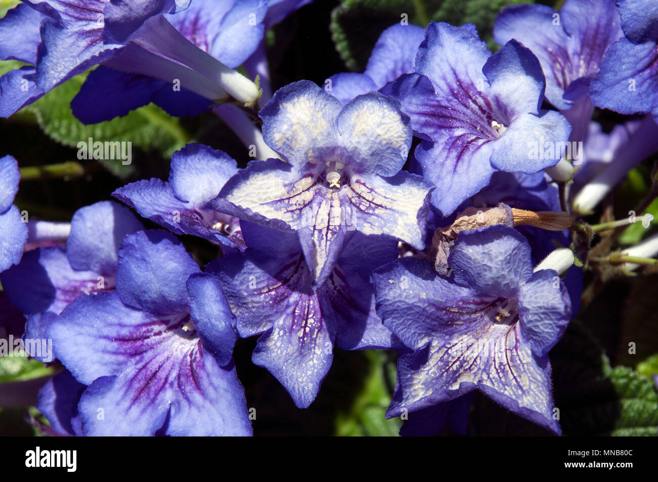 Sydney Australia, violet cape primrose flowers Stock Photo