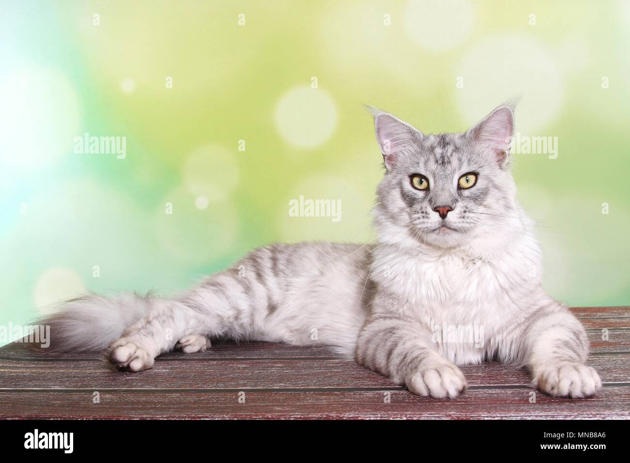 lying Maine Coon Stock Photo - Alamy