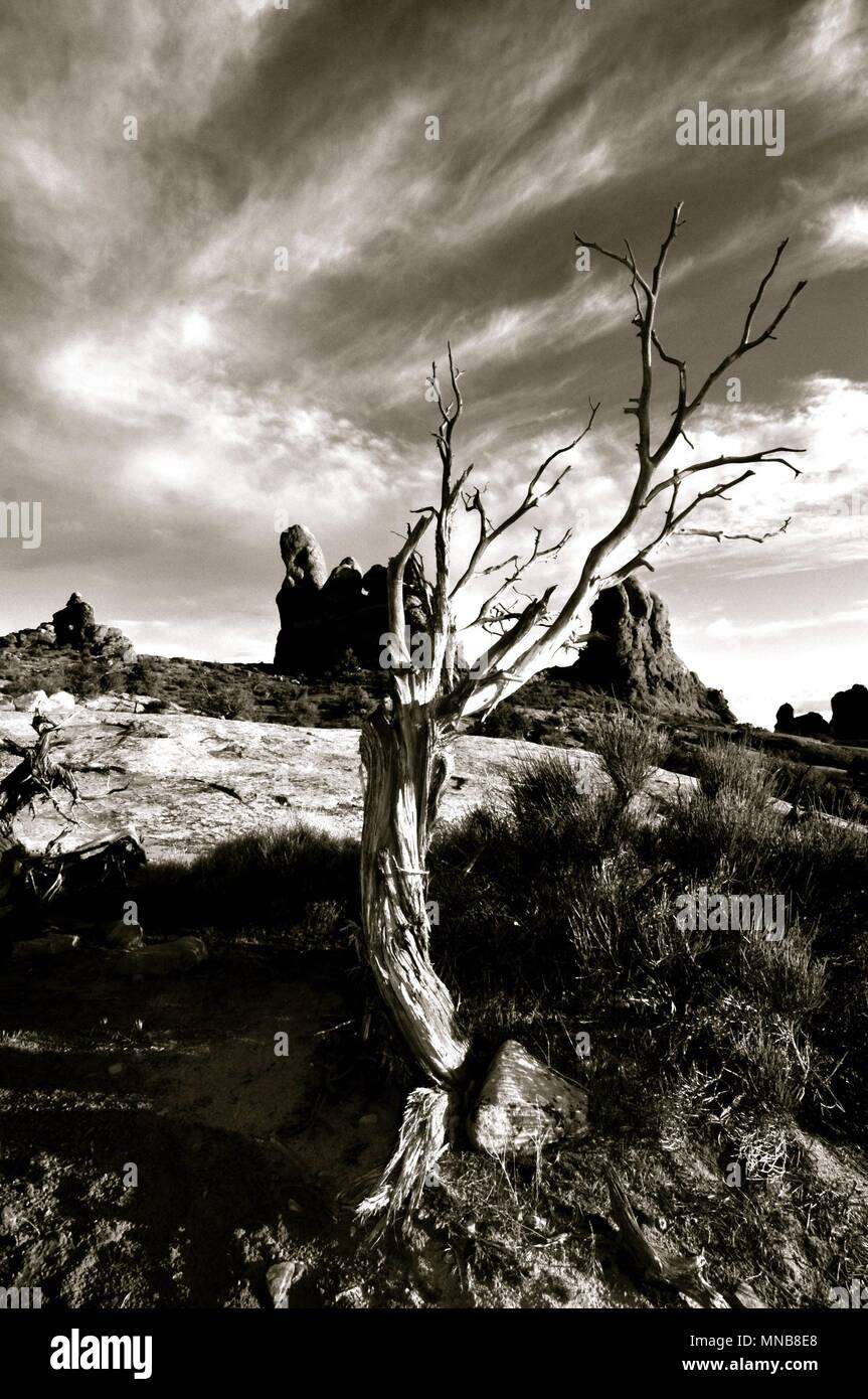 dead tree black and white Stock Photo Alamy