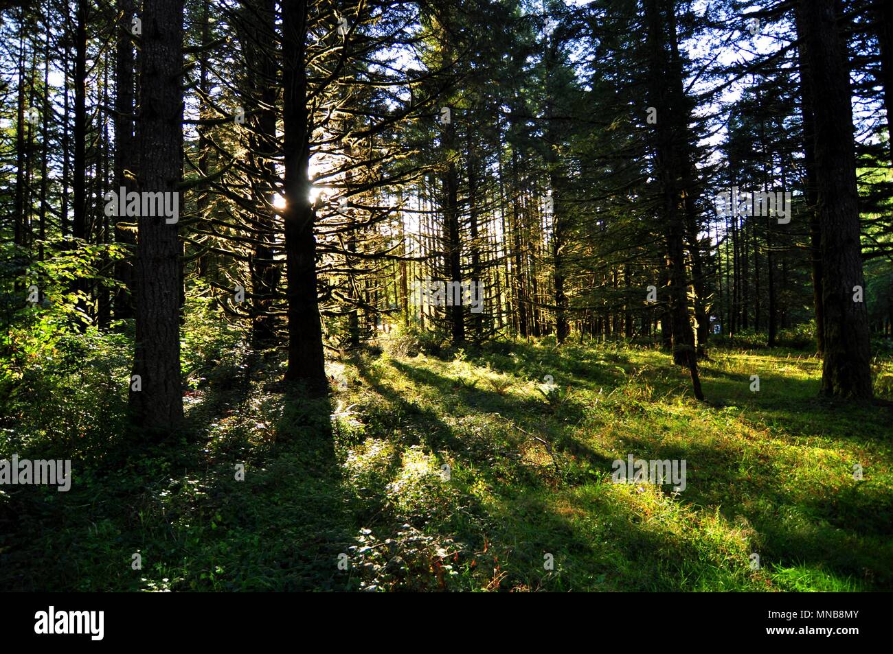 Silver creek oregon sun hires stock photography and images Alamy