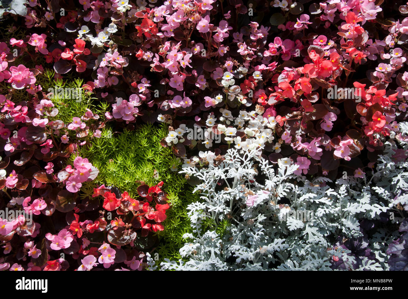 Sydney Australia, plant wall with wax begonia, dusty miller and gold mound plants Stock Photo