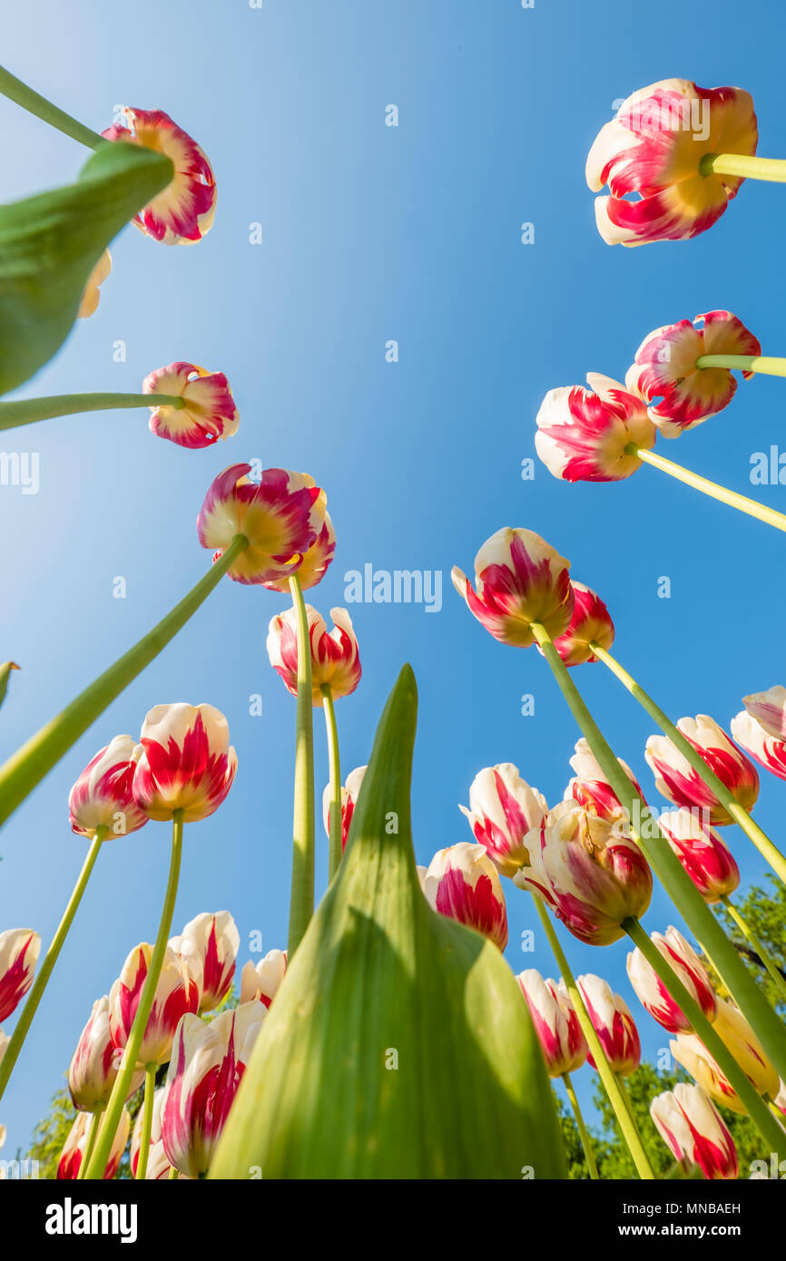 colorful tulips are in full bloom and directed towards the sun with their beautiful colors against a blue sky Stock Photo