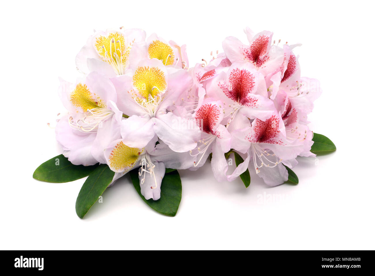 Pink rhododendron yellow flowers Cut Out Stock Images & Pictures - Alamy