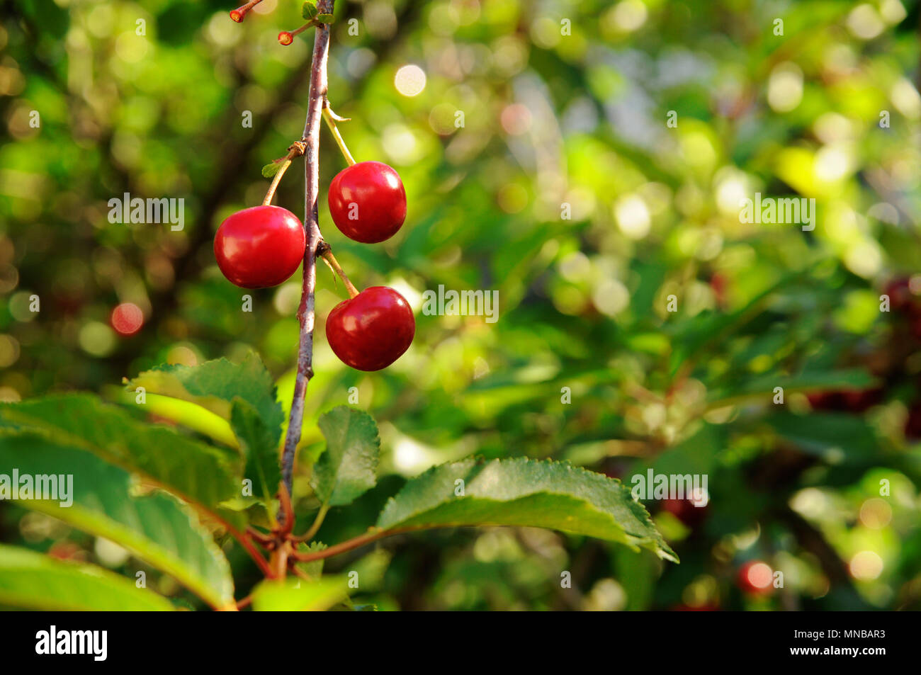 Ripe red sour cherries on a branch Stock Photo