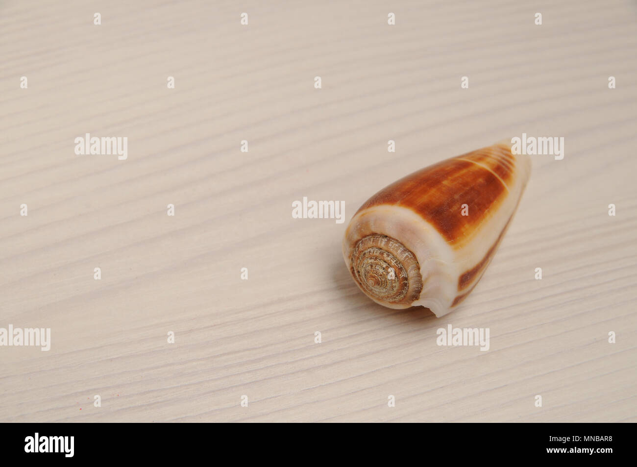 Brown seashell on white wooden background with copy space Stock Photo
