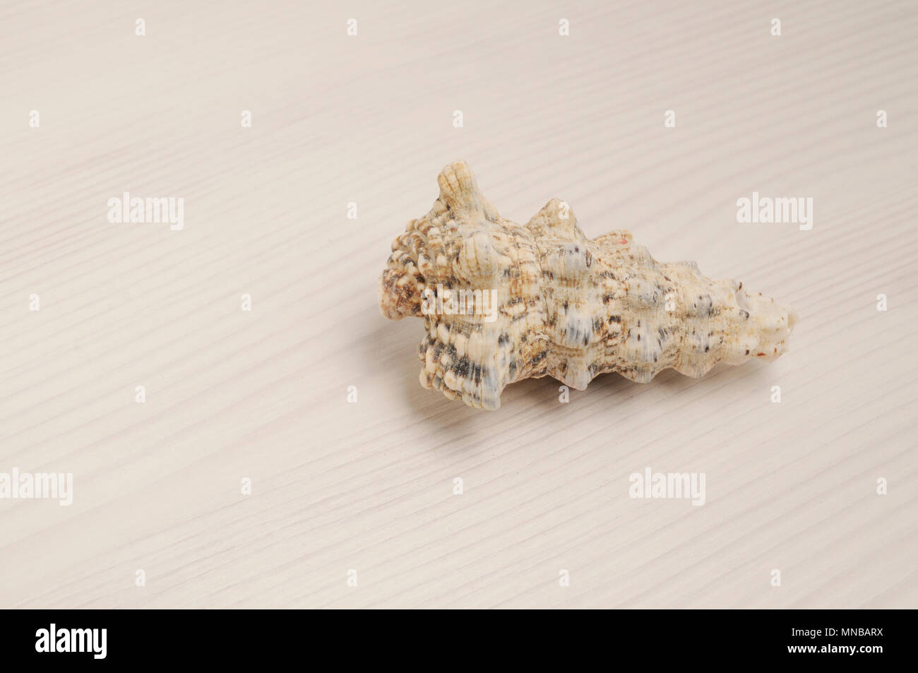 Seashell closeup on white wooden background with copy space Stock Photo