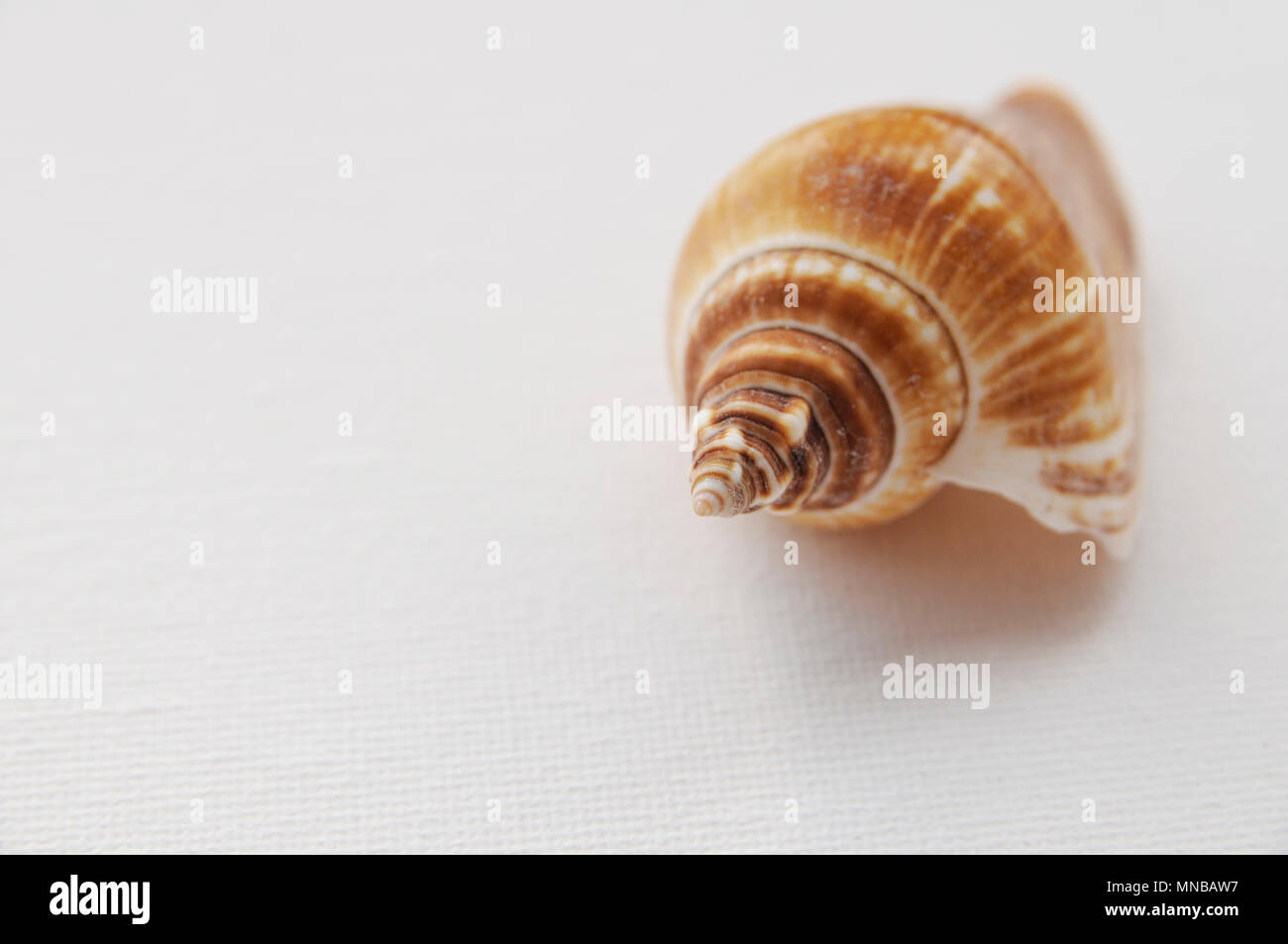 Brown seashell on white canvas backround with copy space Stock Photo